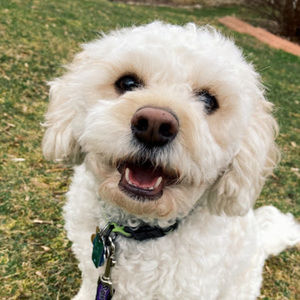 Meet your Posher, Izzy